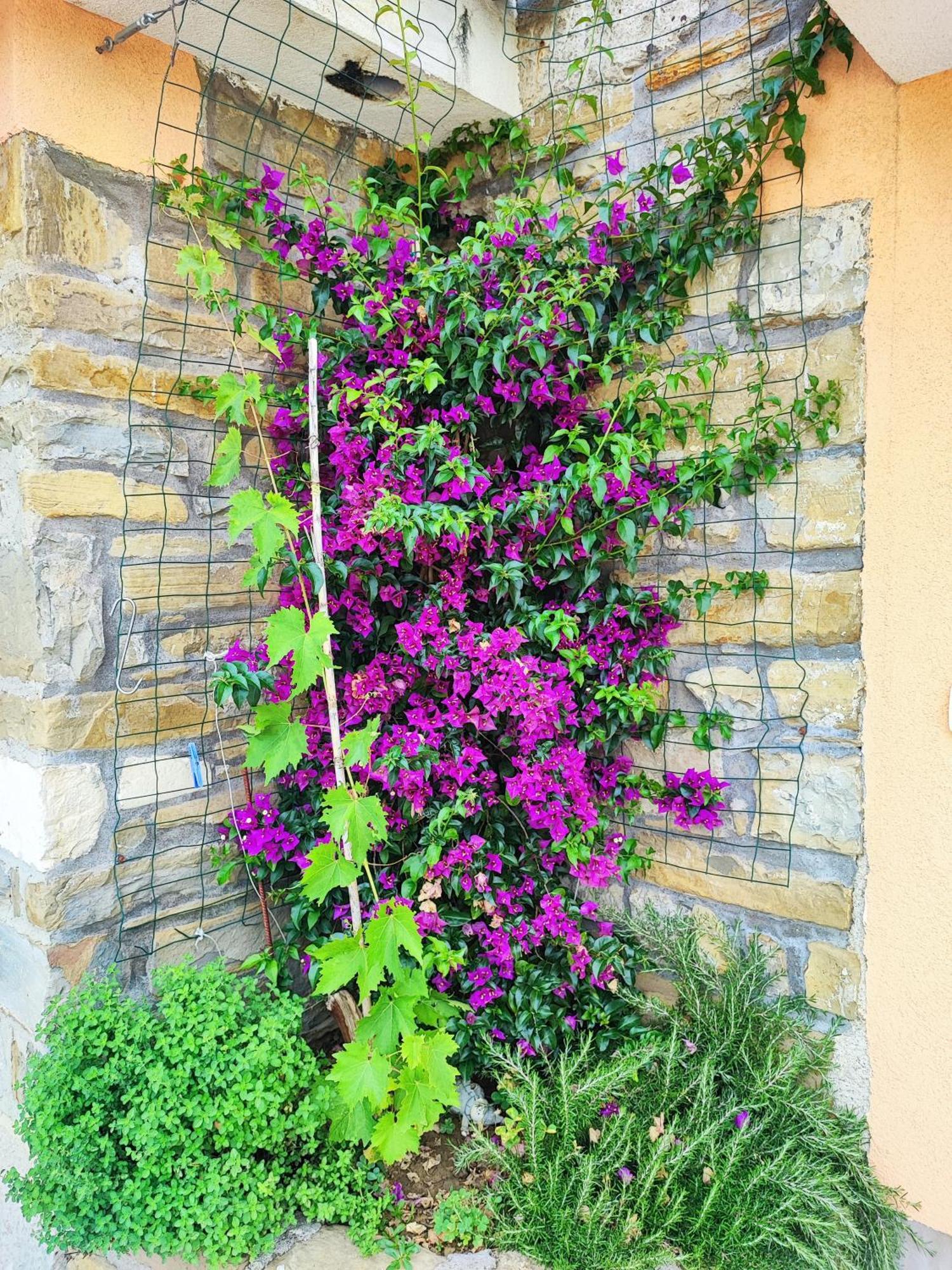Apartment Wine & Olive Oil Mofardin Koper Dış mekan fotoğraf