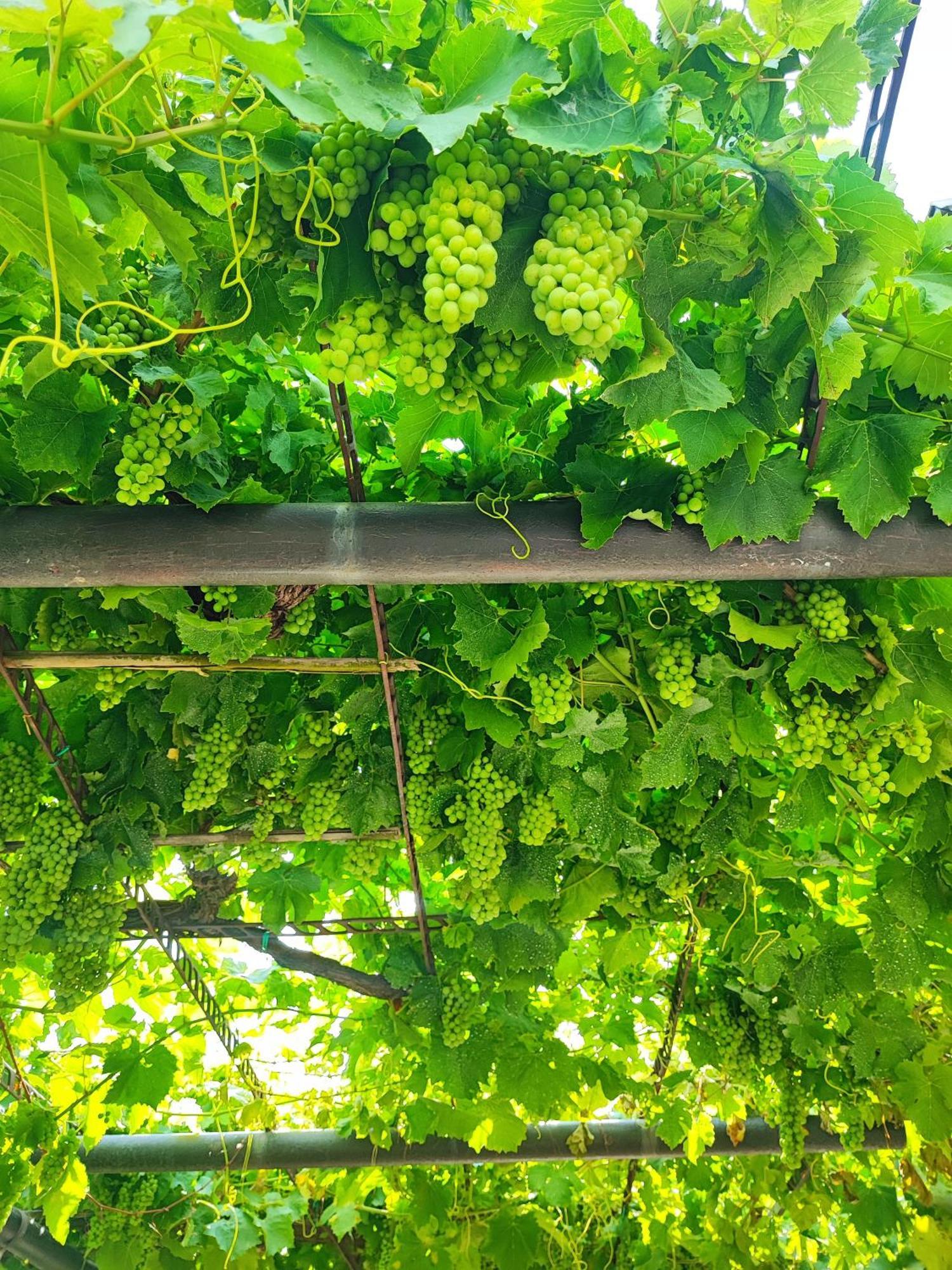 Apartment Wine & Olive Oil Mofardin Koper Dış mekan fotoğraf