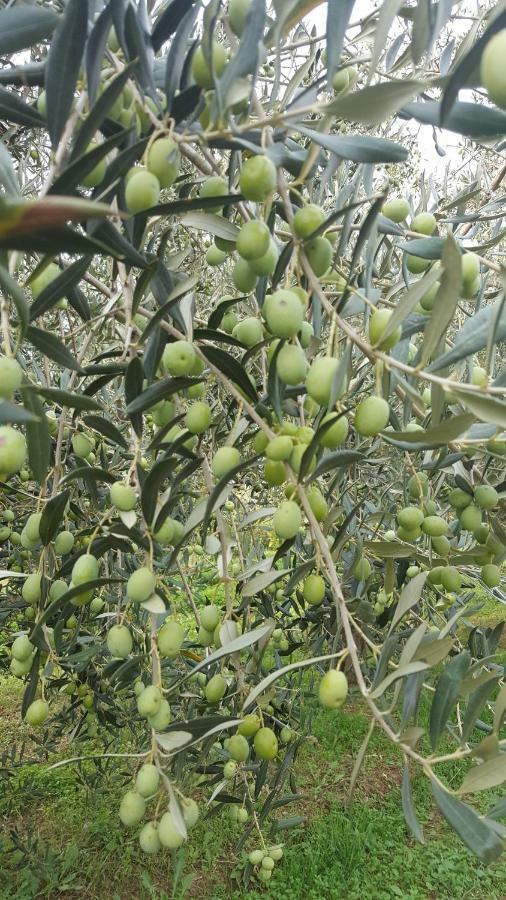 Apartment Wine & Olive Oil Mofardin Koper Dış mekan fotoğraf